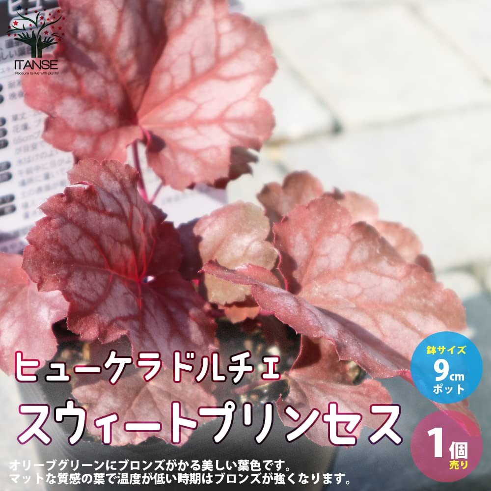 Amazon.co.jp: ITANSE ヒューケラ・ドルチェ・スウィート